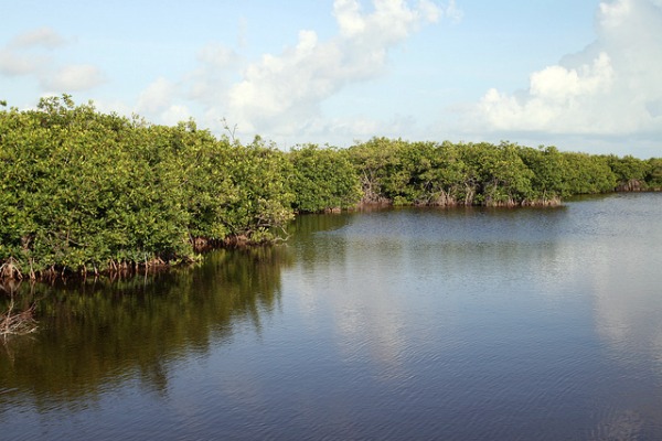 mangroves