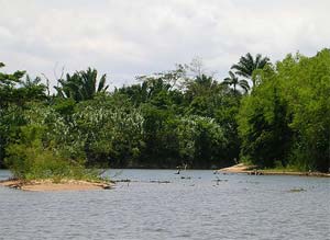 Monkey River Tour