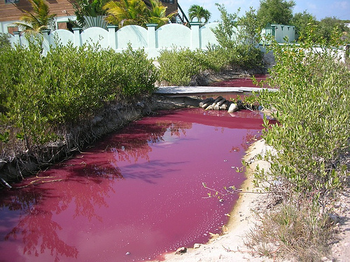 Ambergris red river