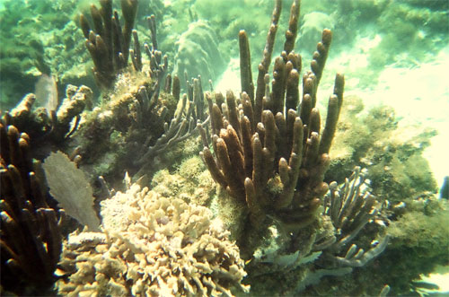 Caye Caulker underwater